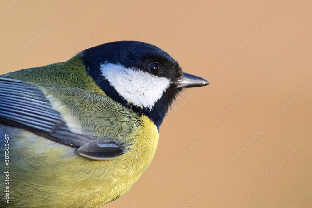 Obraz premium Kohlmeise Portrait