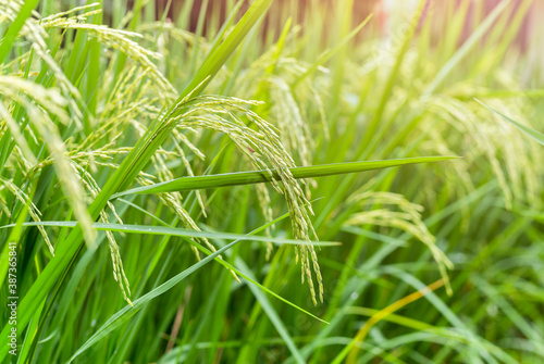 Close up view of rice field with soft sunrise light in the filed.