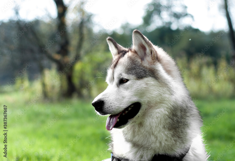 A friendly Alaskan Malamute girl sitting in a green meadow. The furry dog is waiting for an afternoon walk in the forest.