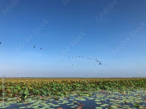 Fotografie Wild geese in flight over Corroboree Billabong near Darwin in the Northern Terri