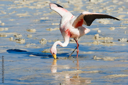 Puna or James’s Flamingo (Phoenicoparrus jamesi), Phoenicopteridae family, Laguna Hedionda, Potosi, Bolivia