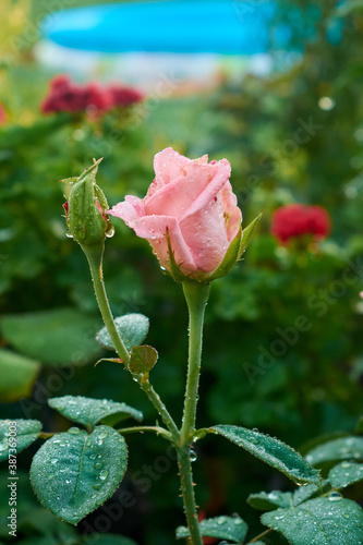Closeup of pink flower with water