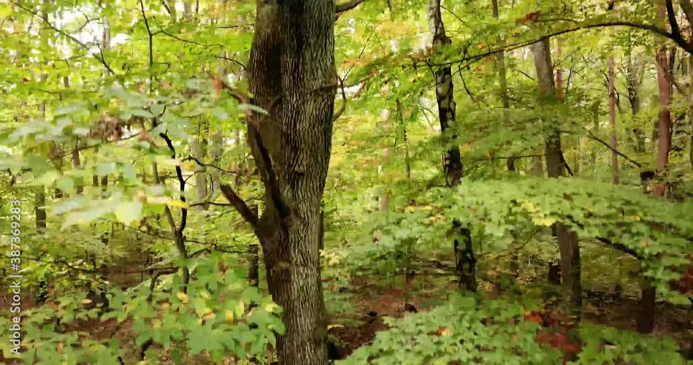 Green forest, by drone at an atom day. Green forest, by drone at an atom day.