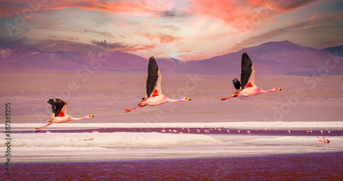 Flamingos flying over Laguna Colorada, Bolivia at sunset photo