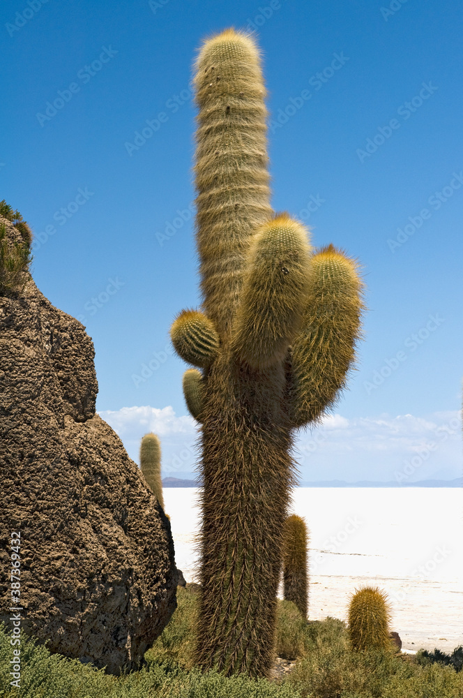 Isla del Pescado or Incahuasi island with Trichocereus pasacana cactus, Salar de Uyuni, Potosi, Bolivia
