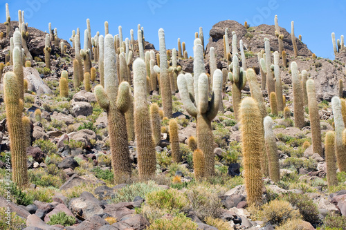 Isla del Pescado or Incahuasi island with Trichocereus pasacana cactus, Salar de Uyuni, Potosi, Bolivia photo