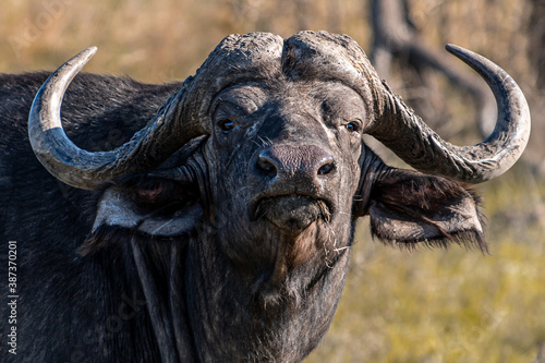 cape buffalo bull looking at the camera