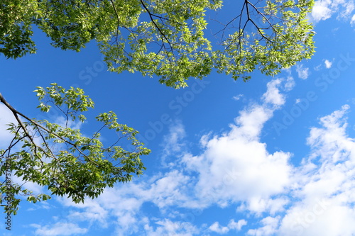 初夏の青空と緑と雲