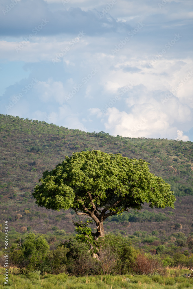 Obraz premium Landscape with tree