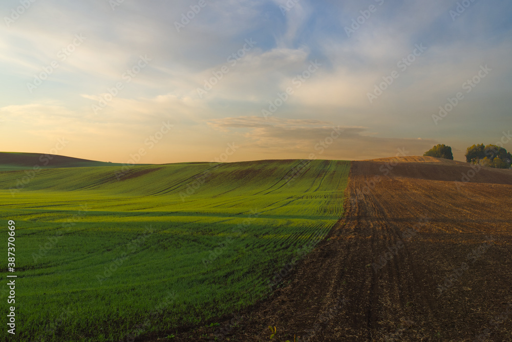 Tranquil agricultural landscape at sunset
