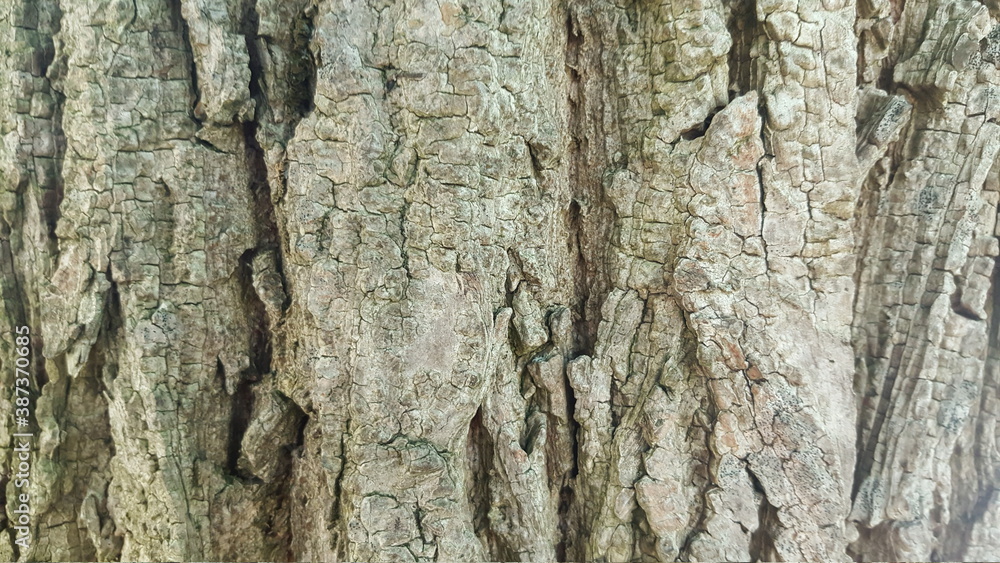 Baumrinde, Struktur Baumrinde, Struktur