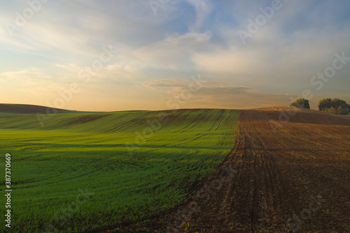 Fototapeta Naklejka Na Ścianę i Meble -  Tranquil agricultural landscape at sunset