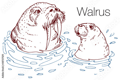 Walrus hand drawn vector illustration