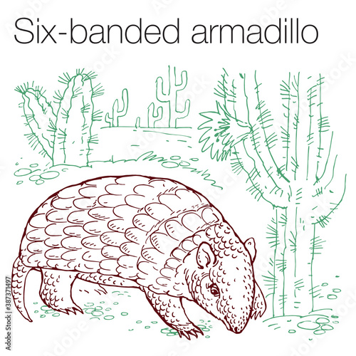 Six-banded armadillo hand drawn vector illustration