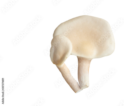 Oyster, Phoenix Mushroom isolated on white background  with clipping path