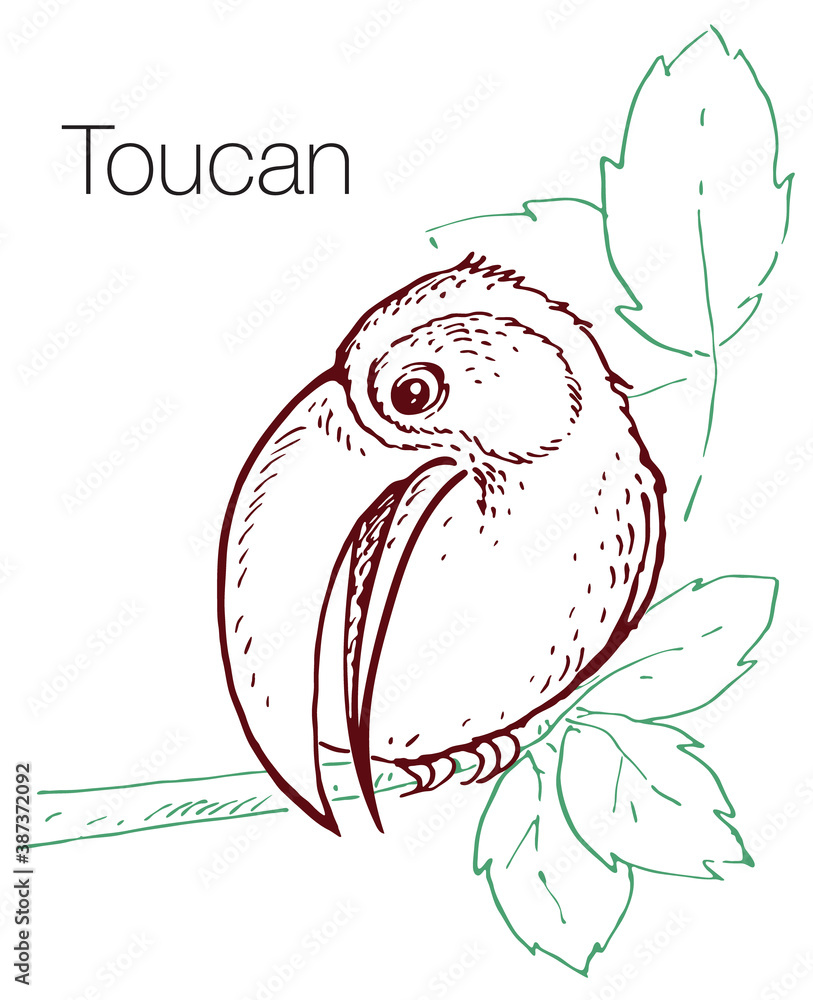 Fototapeta premium Toucan hand drawn vector illustration