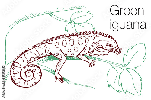 Green iguana hand drawn vector illustration