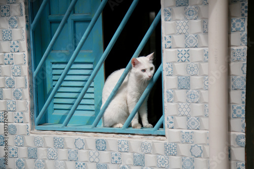 mata de sao joao, bahia / brazil - october 20, 2020: domestic cat is seen next to a window grill in Praia do Forte district in the city of Mata de Sao Joao.
 photo