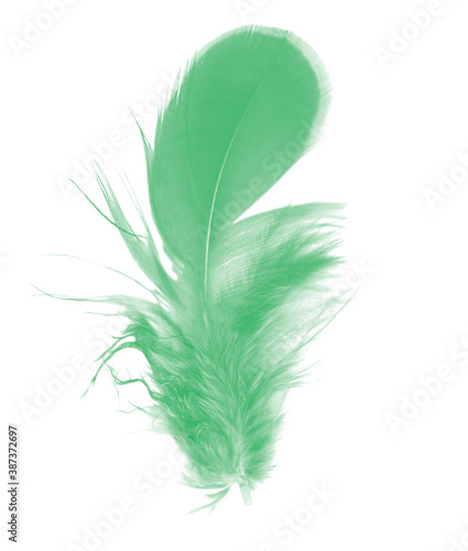 Beautiful green parrot lovebird feather isolated on white background