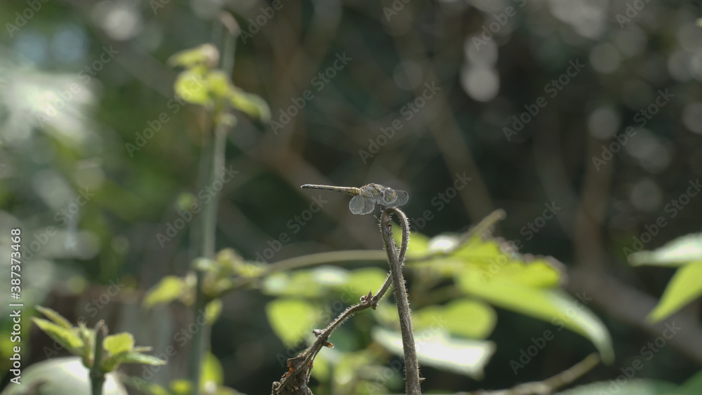 Dragon Fly Resting On Single Grass Branch before lifting back up into the air