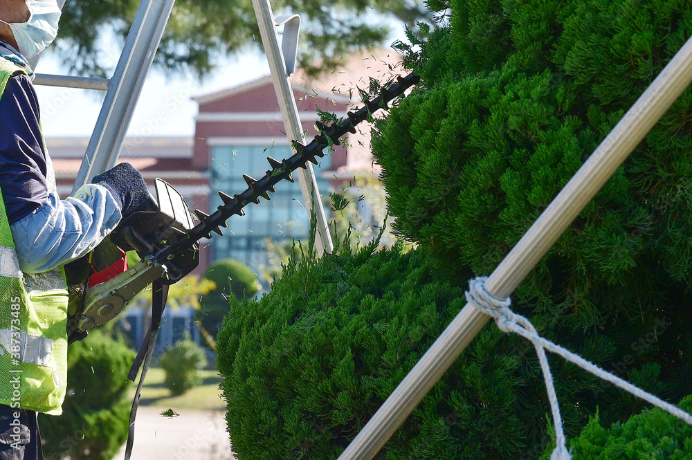 Gardener cutting tree using trimmer. Gardener cutting tree using trimmer.