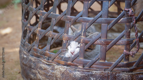 Baby Kittens Playing inside Basket