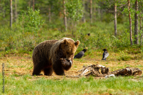 brown bear woods and taiga lakes untouched nature of finland scandinavia europe © francescodemarco