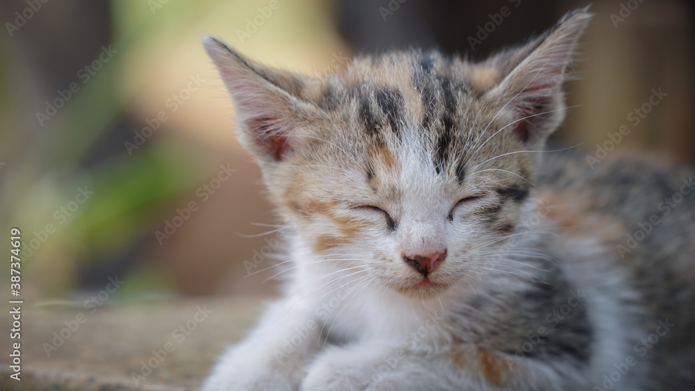 Stray Kitten Wandering Playing in the Garden and Laying Around to Relax Stray Kitten Wandering Playing in the Garden and Laying Around to Relax