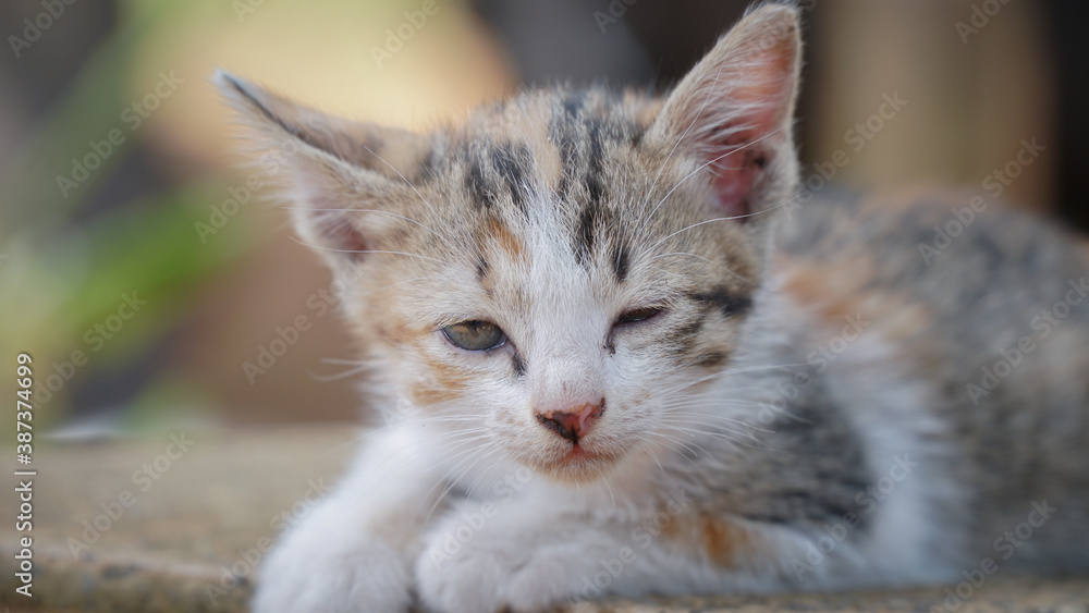 Stray Kitten Wandering Playing in the Garden and Laying Around to Relax Stray Kitten Wandering Playing in the Garden and Laying Around to Relax
