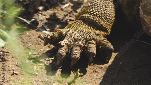 Spiky Yellow Land Iguana Claw Closeup in the Galapagos Islands photo