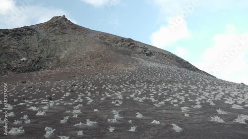 Pioneer Plants Growing in Volcanic Soil near Mountain on Bartolome Island, Galapagos photo