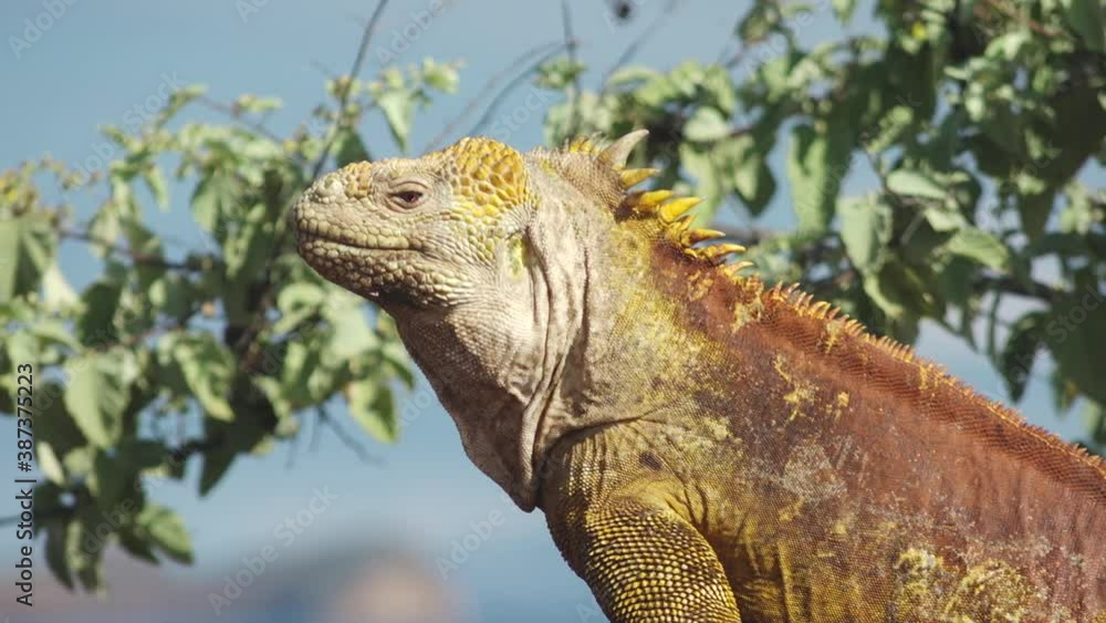 Portrait of Yellow Spiky Land Iguana with Reptile Eye next to the Ocean in the Galapagos Islands Portrait of Yellow Spiky Land Iguana with Reptile Eye next to the Ocean in the Galapagos Islands