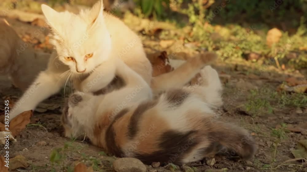 Kittens play with each other on the street Kittens play with each other on the street