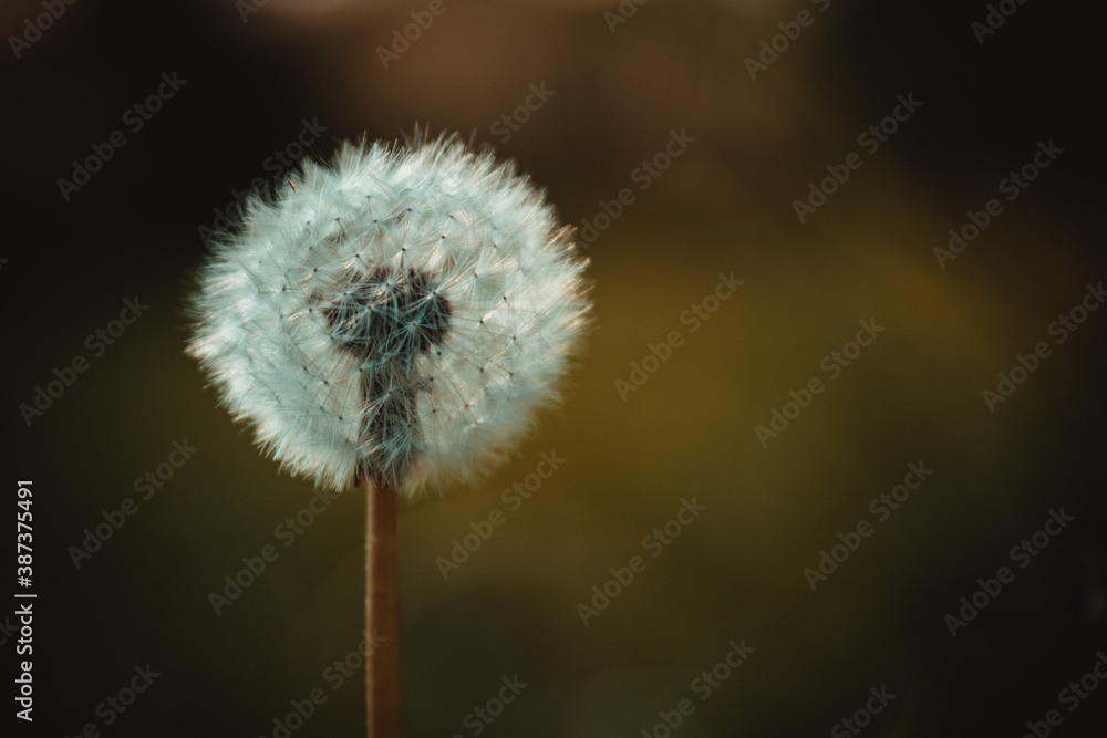 custom made wallpaper toronto digitalPusteblume