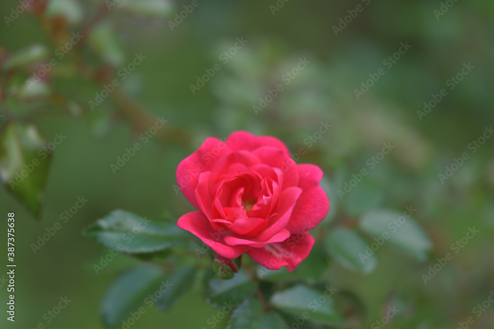 Dark pink rose flowers in the garden