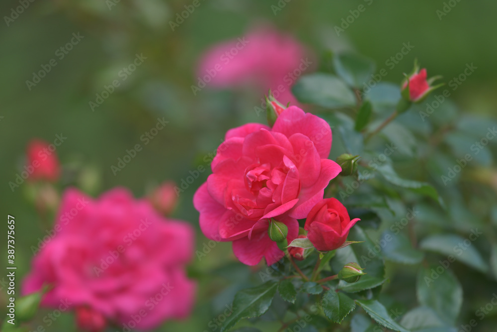 Dark pink rose flowers in the garden Dark pink rose flowers in the garden