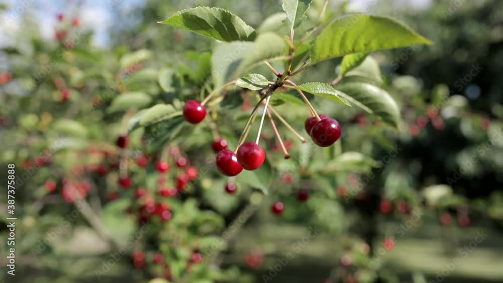 red cherries on a branch moving up and down by wind red cherries on a branch moving up and down by wind