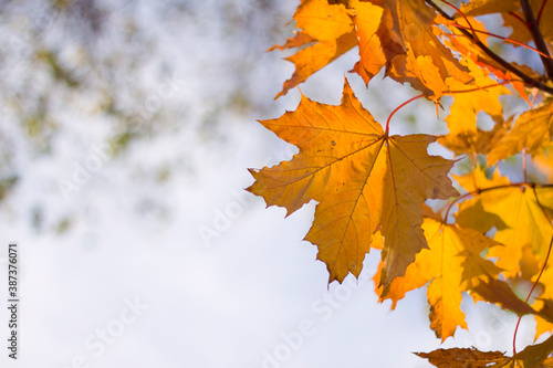 maple yellow leaves  with sunlight and blurred background