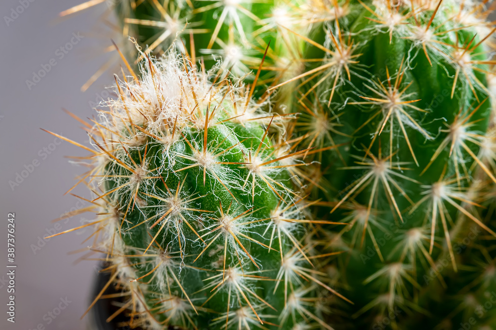 Close-up shoot of cactus plant Close-up shoot of cactus plant