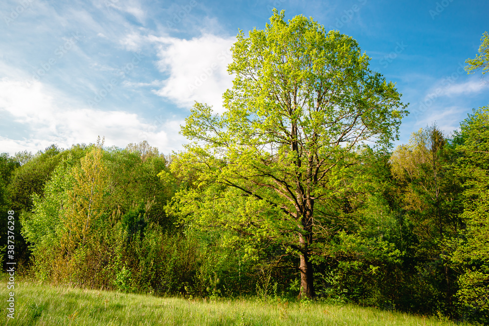 Fototapeta premium landscape beautiful tree in summer