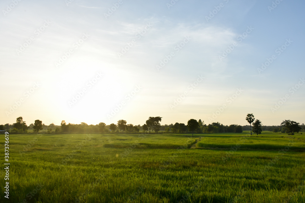 sunrise over the field