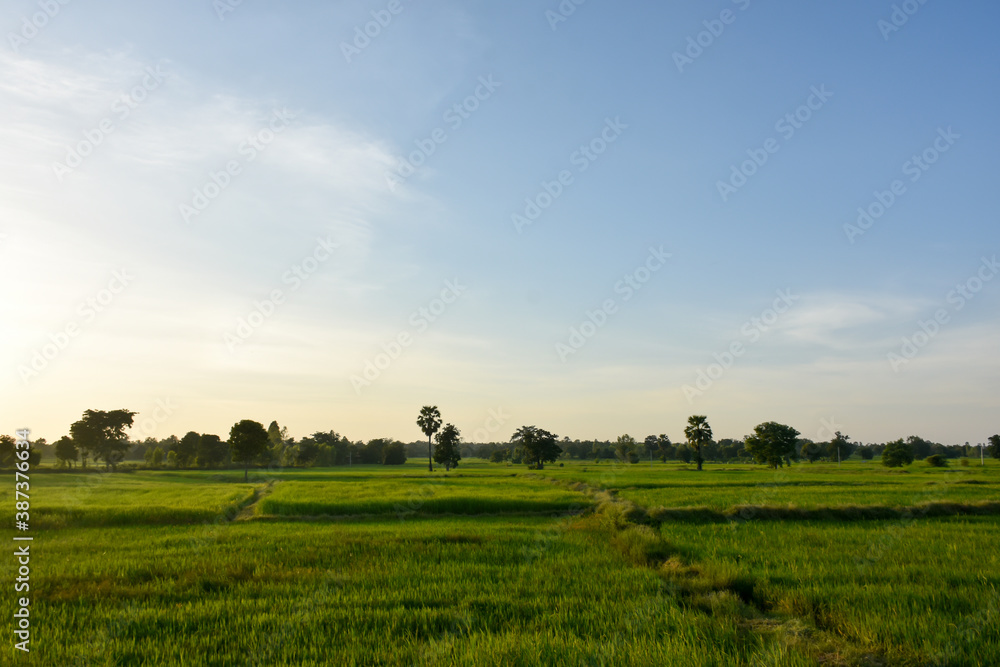 Fototapeta premium field with blue sky