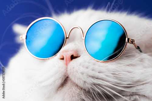 Very closeup view of amazing domestic pet in mirror round fashion sunglasses is isolated on blue wall. Furry cat in studio. Animals, friends, home concept.