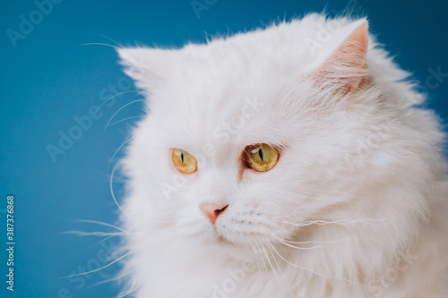 Portrait of highland straight fluffy cat with long hair. Cool animal concept. Studio shot. White pussycat on blue background.