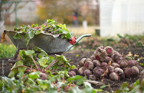 wheelbarrow with a halm of beets and bunch of beets on the ground photo