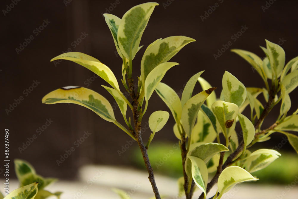 Fototapeta premium close up of leaves