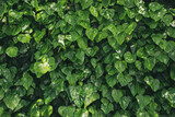 A wall of common ivy