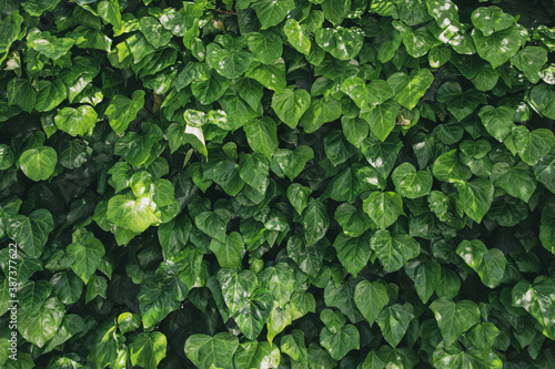 A wall of common ivy