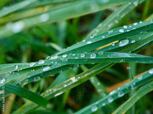Dew drops on the blades of grass. Grassy meadow covered with dew. Close up of green, fresh grass.