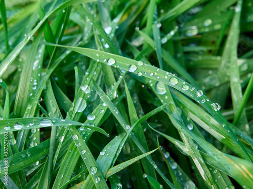 Dew drops on the blades of grass. Grassy meadow covered with dew. Close up of green, fresh grass.